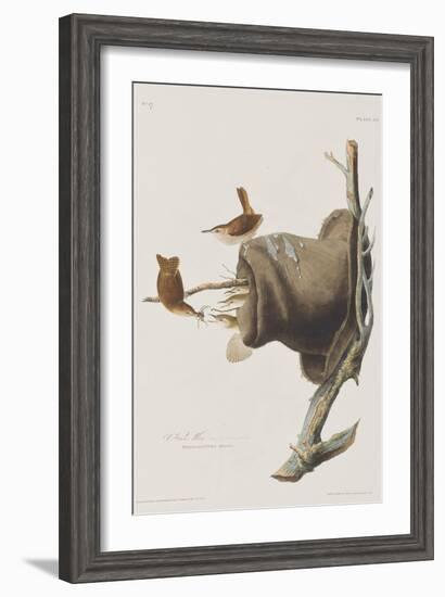 Illustration from 'Birds of America', 1827-38-John James Audubon-Framed Giclee Print