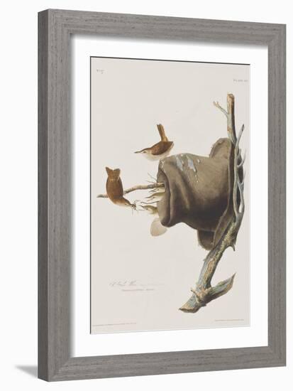 Illustration from 'Birds of America', 1827-38-John James Audubon-Framed Giclee Print