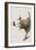 Illustration from 'Birds of America', 1827-38-John James Audubon-Framed Giclee Print