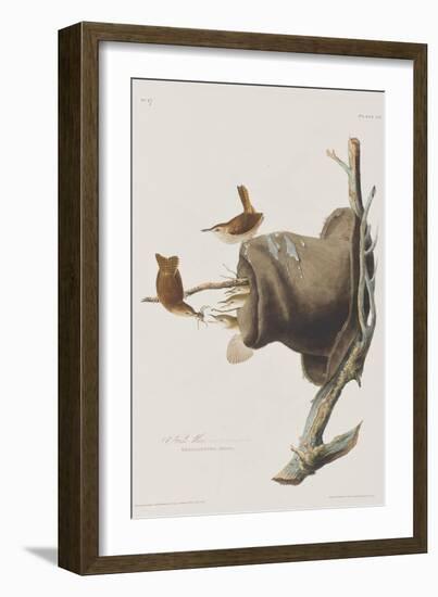 Illustration from 'Birds of America', 1827-38-John James Audubon-Framed Giclee Print