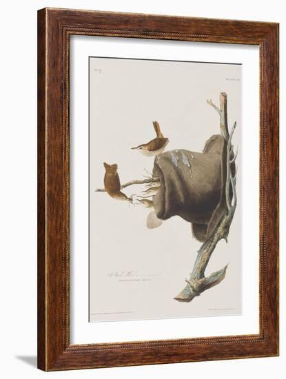 Illustration from 'Birds of America', 1827-38-John James Audubon-Framed Giclee Print