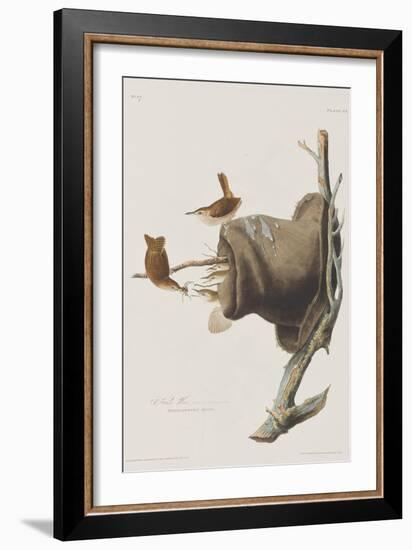 Illustration from 'Birds of America', 1827-38-John James Audubon-Framed Giclee Print