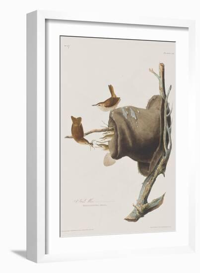 Illustration from 'Birds of America', 1827-38-John James Audubon-Framed Giclee Print