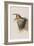 Illustration from 'Birds of America', 1827-38-John James Audubon-Framed Giclee Print