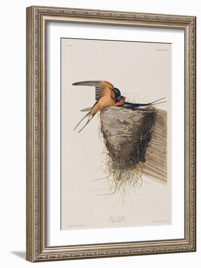 Illustration from 'Birds of America', 1827-38-John James Audubon-Framed Giclee Print