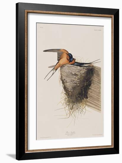 Illustration from 'Birds of America', 1827-38-John James Audubon-Framed Giclee Print