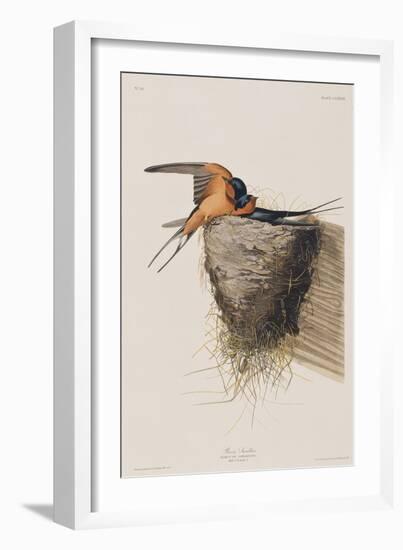 Illustration from 'Birds of America', 1827-38-John James Audubon-Framed Giclee Print