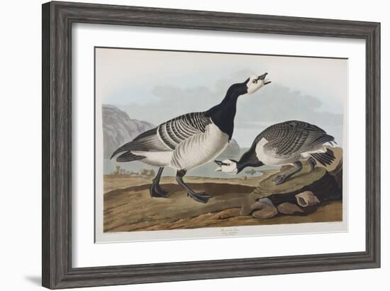 Illustration from 'Birds of America', 1827-38-John James Audubon-Framed Giclee Print