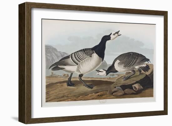 Illustration from 'Birds of America', 1827-38-John James Audubon-Framed Giclee Print