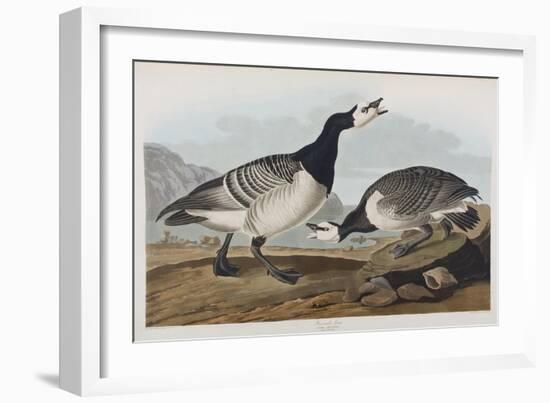 Illustration from 'Birds of America', 1827-38-John James Audubon-Framed Giclee Print