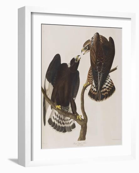 Illustration from 'Birds of America', 1827-38-John James Audubon-Framed Giclee Print