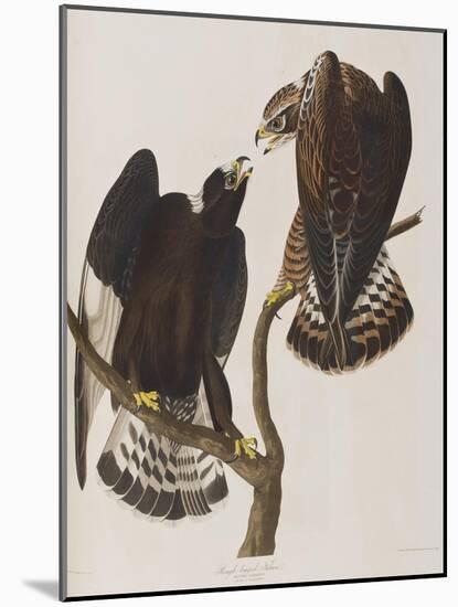 Illustration from 'Birds of America', 1827-38-John James Audubon-Mounted Giclee Print