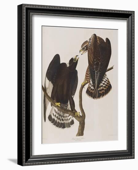 Illustration from 'Birds of America', 1827-38-John James Audubon-Framed Giclee Print