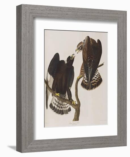 Illustration from 'Birds of America', 1827-38-John James Audubon-Framed Giclee Print