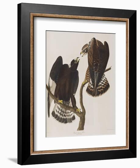 Illustration from 'Birds of America', 1827-38-John James Audubon-Framed Giclee Print