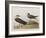 Illustration from 'Birds of America', 1827-38-John James Audubon-Framed Giclee Print