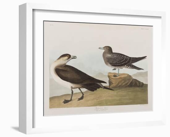 Illustration from 'Birds of America', 1827-38-John James Audubon-Framed Giclee Print