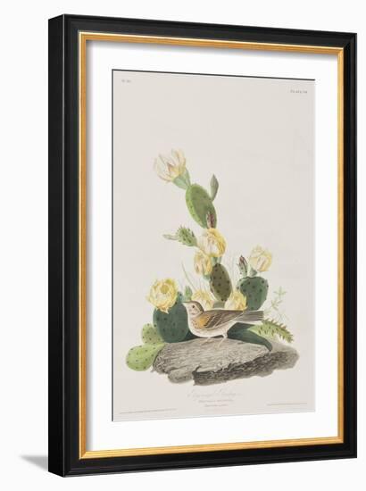 Illustration from 'Birds of America', 1827-38-John James Audubon-Framed Giclee Print