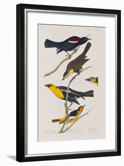 Illustration from 'Birds of America', 1827-38-John James Audubon-Framed Giclee Print