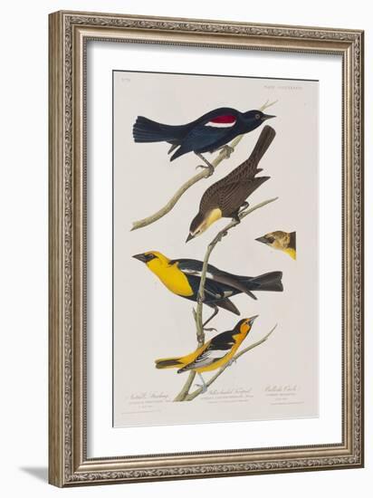 Illustration from 'Birds of America', 1827-38-John James Audubon-Framed Giclee Print