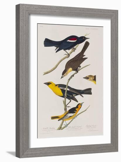 Illustration from 'Birds of America', 1827-38-John James Audubon-Framed Giclee Print