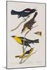 Illustration from 'Birds of America', 1827-38-John James Audubon-Mounted Giclee Print