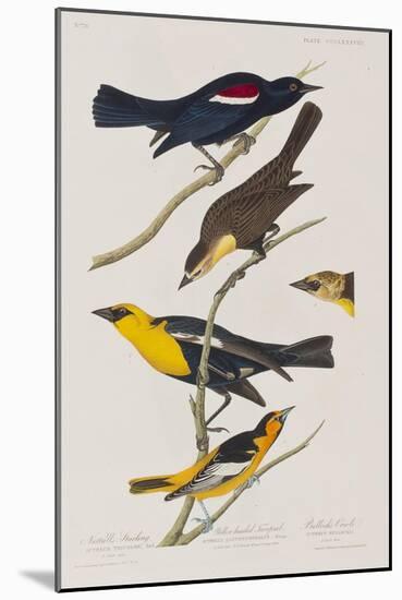 Illustration from 'Birds of America', 1827-38-John James Audubon-Mounted Giclee Print