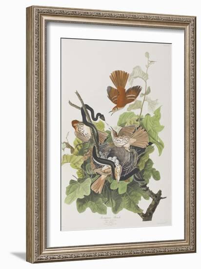 Illustration from 'Birds of America', 1827-38-John James Audubon-Framed Giclee Print