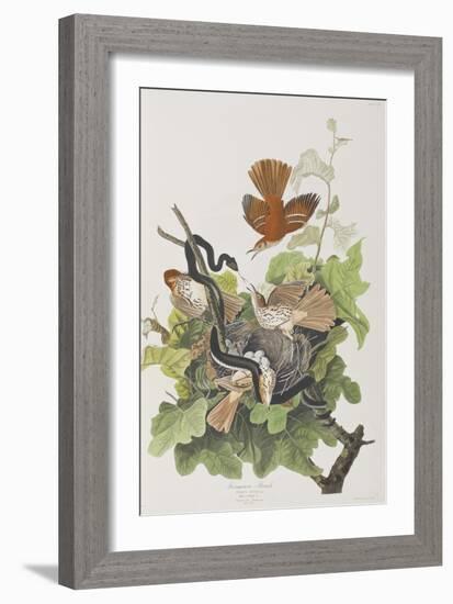 Illustration from 'Birds of America', 1827-38-John James Audubon-Framed Giclee Print