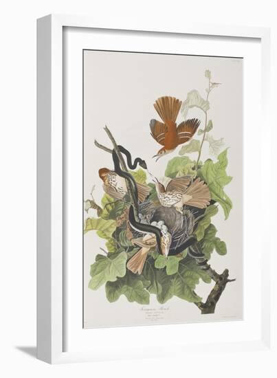 Illustration from 'Birds of America', 1827-38-John James Audubon-Framed Giclee Print