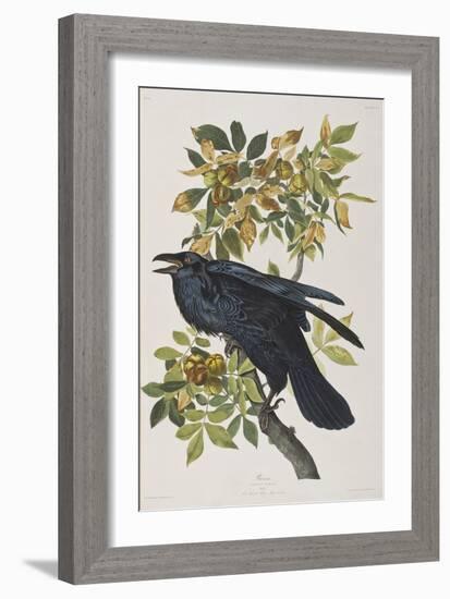 Illustration from 'Birds of America', 1827-38-John James Audubon-Framed Giclee Print