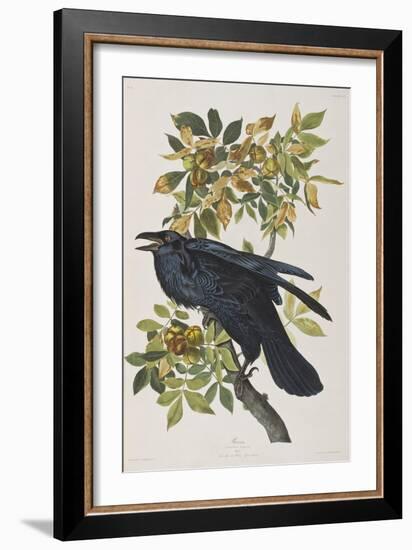 Illustration from 'Birds of America', 1827-38-John James Audubon-Framed Giclee Print