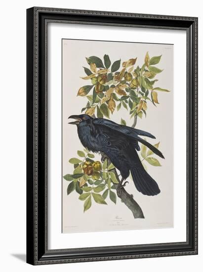 Illustration from 'Birds of America', 1827-38-John James Audubon-Framed Giclee Print