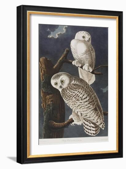 Illustration from 'Birds of America', 1827-38-John James Audubon-Framed Giclee Print