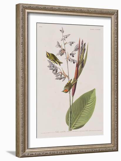 Illustration from 'Birds of America', 1827-38-John James Audubon-Framed Giclee Print