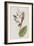 Illustration from 'Birds of America', 1827-38-John James Audubon-Framed Giclee Print