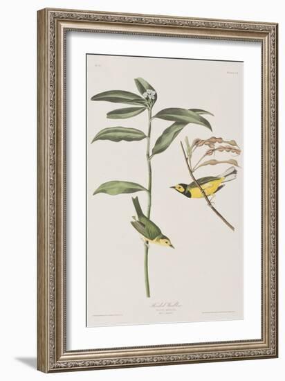 Illustration from 'Birds of America', 1827-38-John James Audubon-Framed Giclee Print