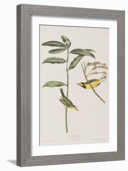 Illustration from 'Birds of America', 1827-38-John James Audubon-Framed Giclee Print