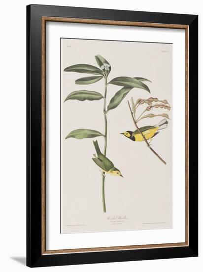 Illustration from 'Birds of America', 1827-38-John James Audubon-Framed Giclee Print