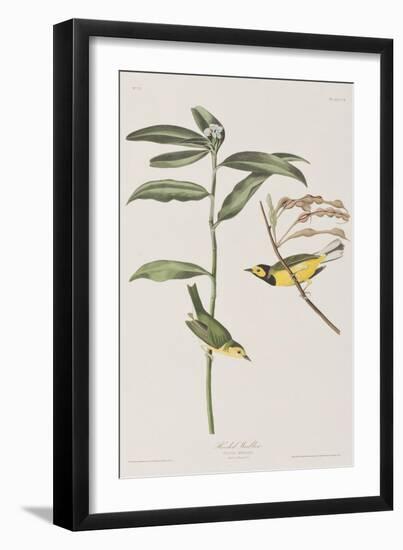 Illustration from 'Birds of America', 1827-38-John James Audubon-Framed Giclee Print