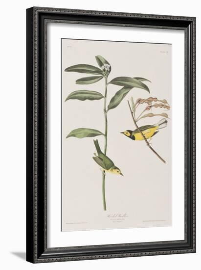 Illustration from 'Birds of America', 1827-38-John James Audubon-Framed Giclee Print