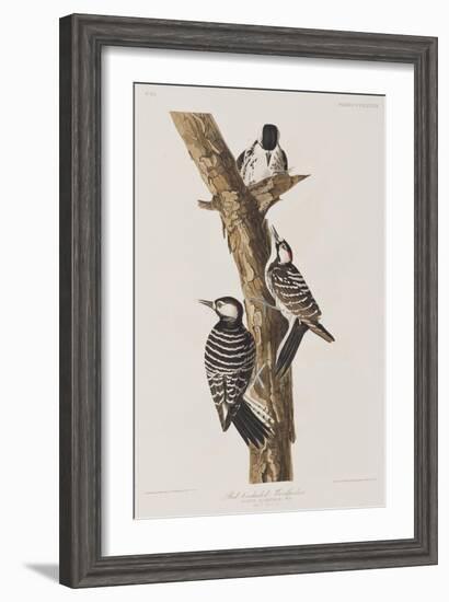 Illustration from 'Birds of America', 1827-38-John James Audubon-Framed Giclee Print