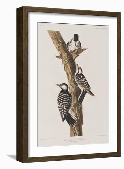 Illustration from 'Birds of America', 1827-38-John James Audubon-Framed Giclee Print