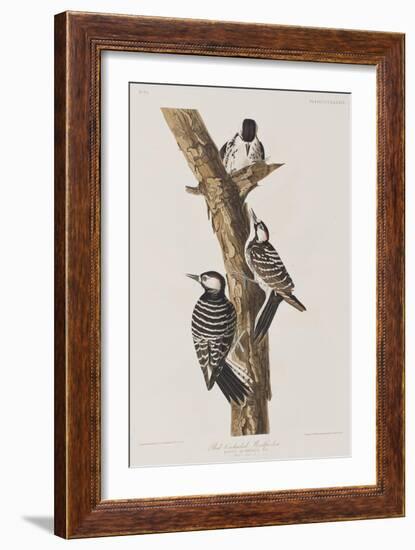 Illustration from 'Birds of America', 1827-38-John James Audubon-Framed Giclee Print