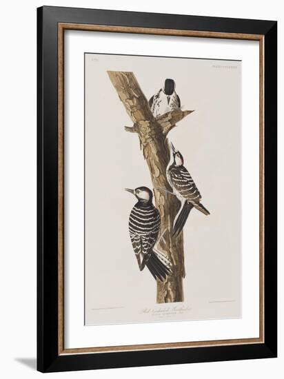 Illustration from 'Birds of America', 1827-38-John James Audubon-Framed Giclee Print