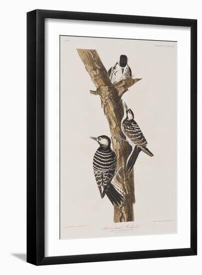 Illustration from 'Birds of America', 1827-38-John James Audubon-Framed Giclee Print