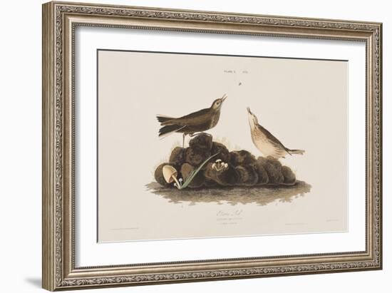 Illustration from 'Birds of America', 1827-38-John James Audubon-Framed Giclee Print