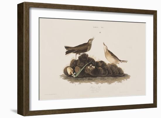 Illustration from 'Birds of America', 1827-38-John James Audubon-Framed Giclee Print