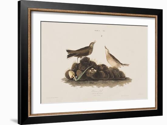 Illustration from 'Birds of America', 1827-38-John James Audubon-Framed Giclee Print