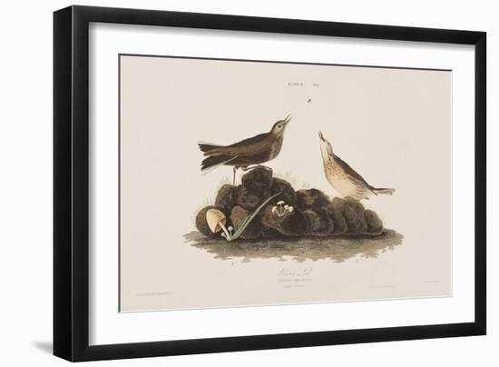 Illustration from 'Birds of America', 1827-38-John James Audubon-Framed Giclee Print